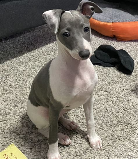 Greyhounds for sale.